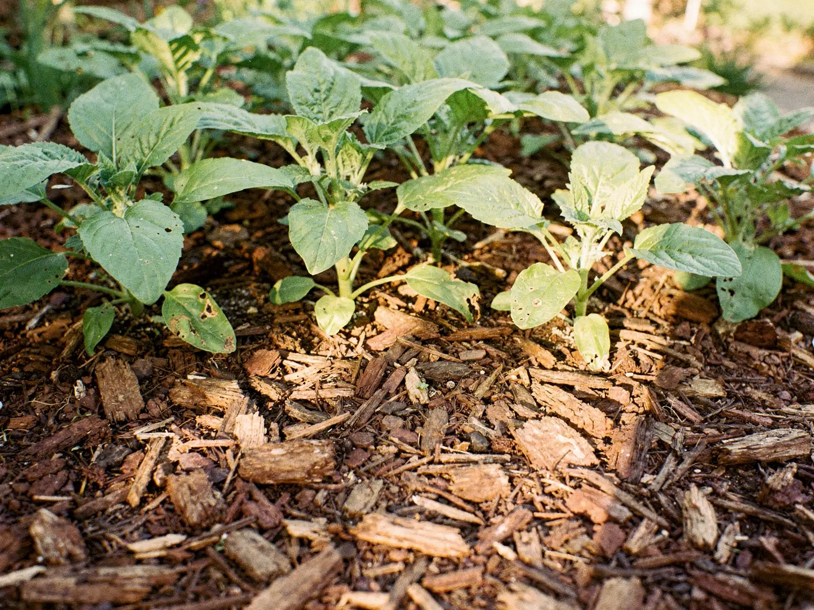 Beet mit Rindenmulch um die Pflanzen gegen Austrocknung